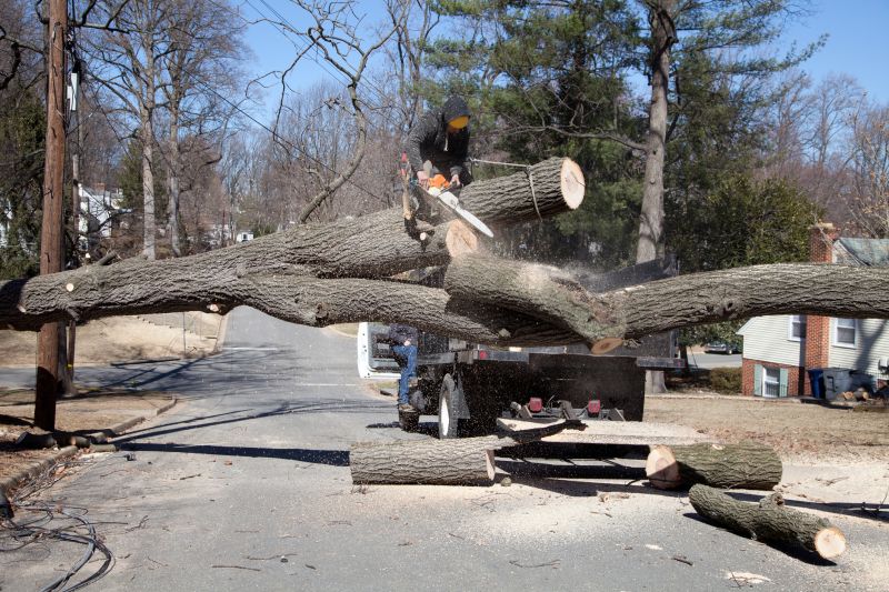 Tree Limbs Removal detail