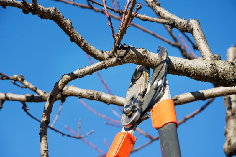 Maple Tree Pruning