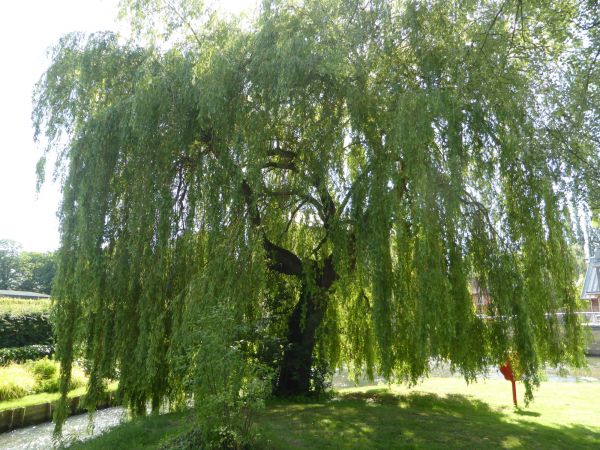 Cost of Willow Tree Trimming in Fort Collins
